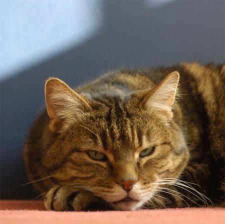repos sur la moquette